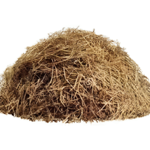 Paddy Straw